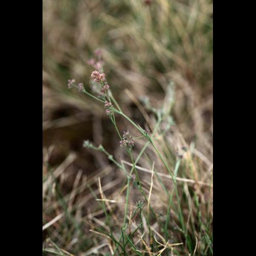 Bupleurum tenuissimum © DESCHEEMACKER A.