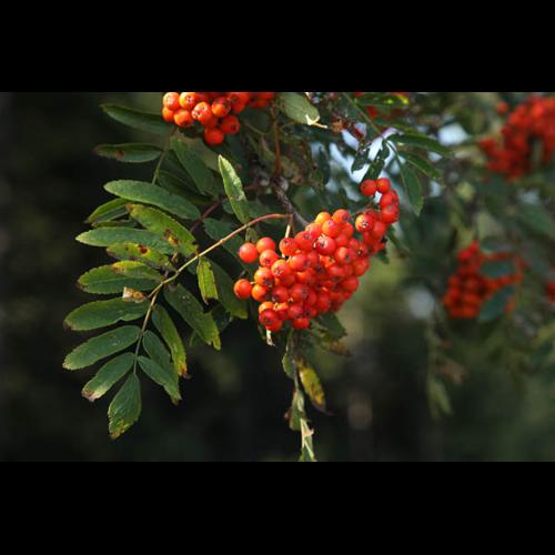 Sorbus aucuparia © DESCHEEMACKER A.