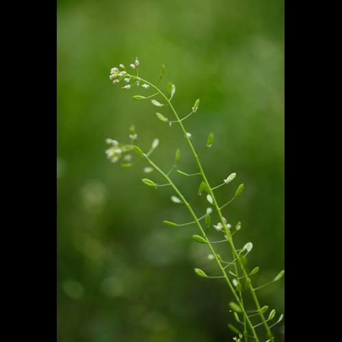 Draba muralis &copy; DESCHEEMACKER A.