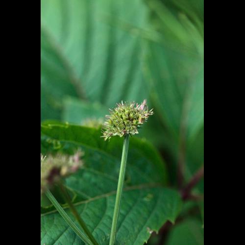 Oeananthe silaifolia © DESCHEEMACKER A.