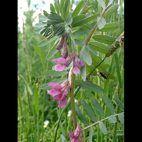Vicia pannonica © NICOLAS S.