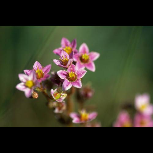 Sedum villosum © GRAVELAT B.