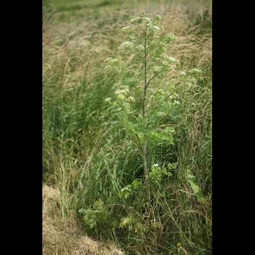 Conium maculatum © DESCHEEMACKER A.