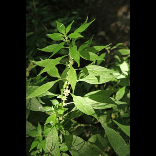 Parietaria officinalis © DESCHEEMACKER A.