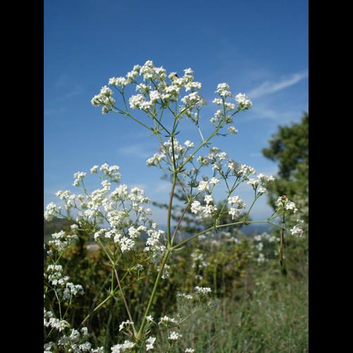 Galium glaucum © NICOLAS S.