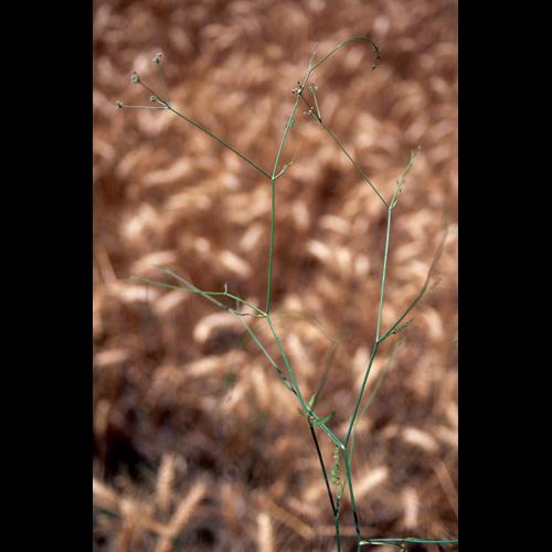 Petroselinum segetum © OLIVIER L.
