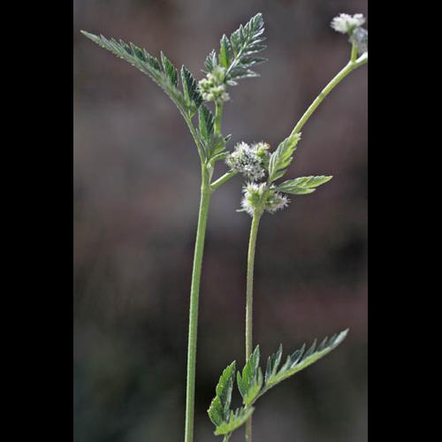Torilis nodosa © NAWROT O.