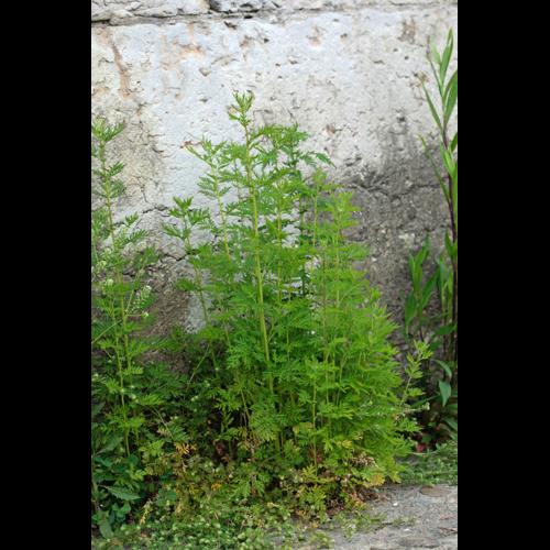 Artemisia annua © DESCHEEMACKER A.