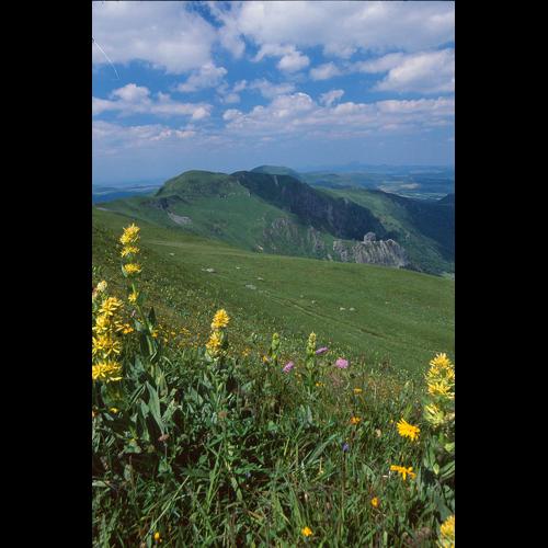 Gentiana lutea © OLIVIER L.