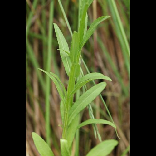 Campanula patula © DESCHEEMACKER A.