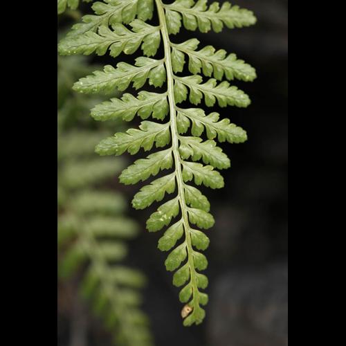 Asplenium obovatum subsp. billotii © DESCHEEMACKER A.