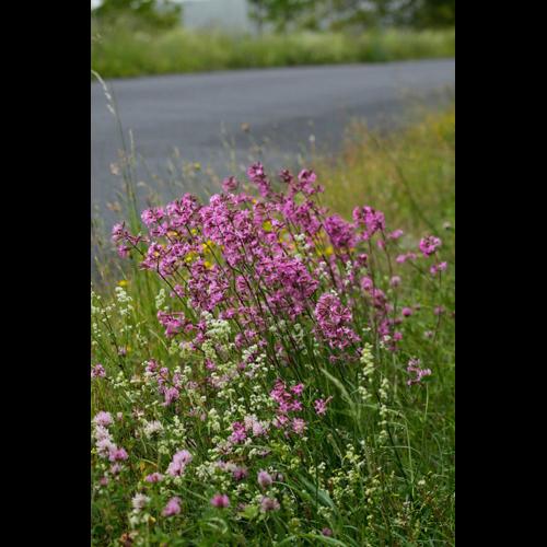 Silene viscaria © DESCHEEMACKER A.