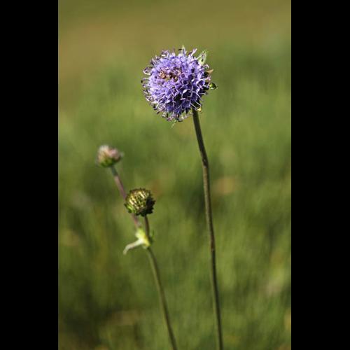 Succisa pratensis © DESCHEEMACKER A.