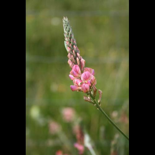 Onobrychis viciifolia © DESCHEEMACKER A.