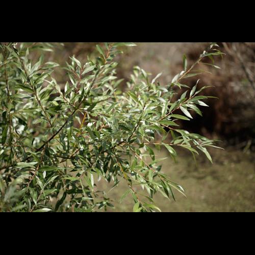 Salix alba &copy; DESCHEEMACKER A.