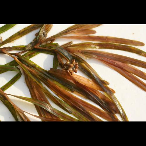 Potamogeton obtusifolius © NAWROT O.