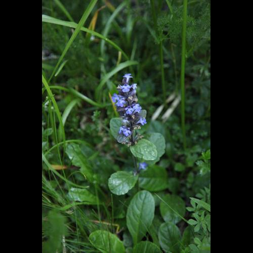Ajuga reptans © DESCHEEMACKER A.