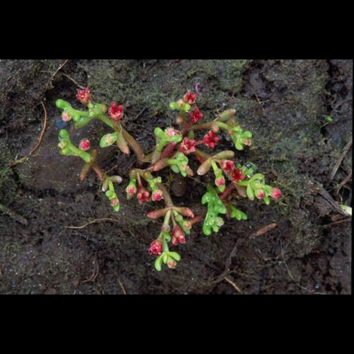 Crassula vaillantii © OLIVIER L.