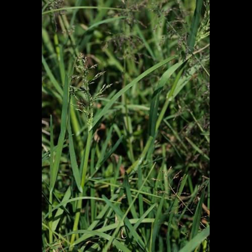 Catabrosa aquatica © DESCHEEMACKER A.