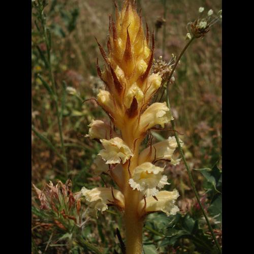 Orobanche amethystea &copy; NICOLAS S.