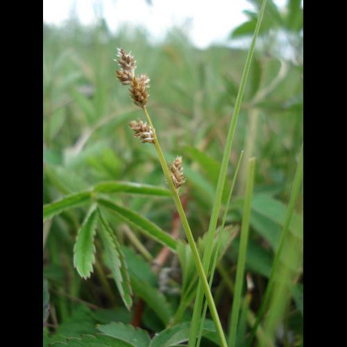 Carex curta © NICOLAS S.