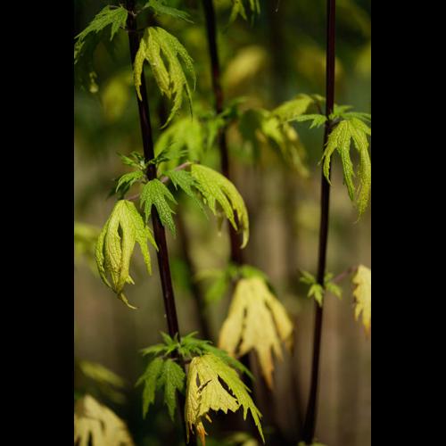 Leonurus cardiaca © DESCHEEMACKER A.