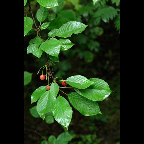 Prunus avium © DESCHEEMACKER A.