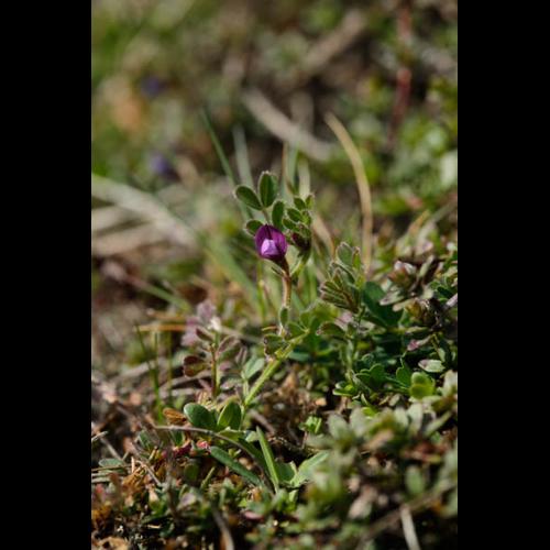 Vicia lathyroides © DESCHEEMACKER A.