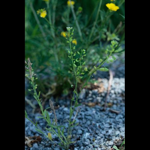 Thlaspi alliaceum © DESCHEEMACKER A.