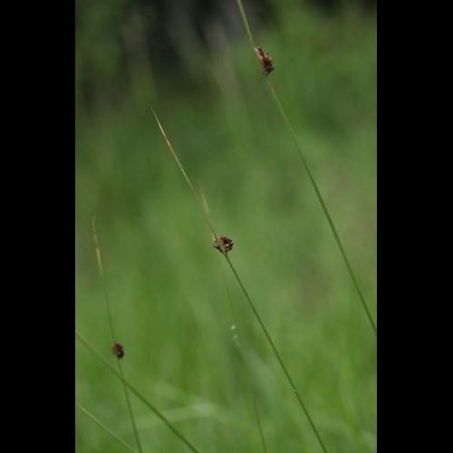 Juncus conglomeratus © DESCHEEMACKER A.