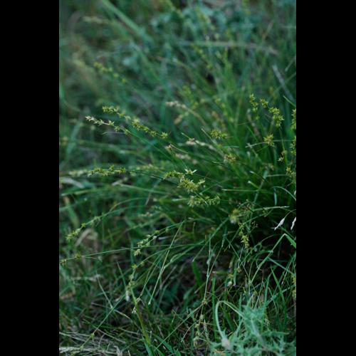Carex divulsa © DESCHEEMACKER A.