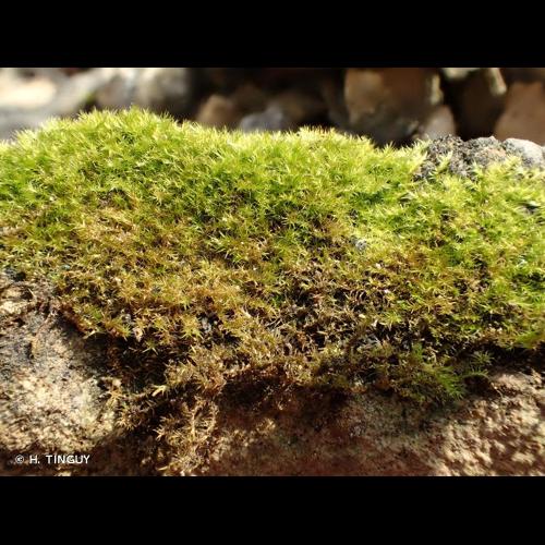 <i>Campylium protensum</i> (Brid.) Kindb., 1894 &copy; H. TINGUY