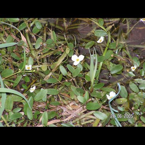 Luronium natans &copy; CHABROL L.