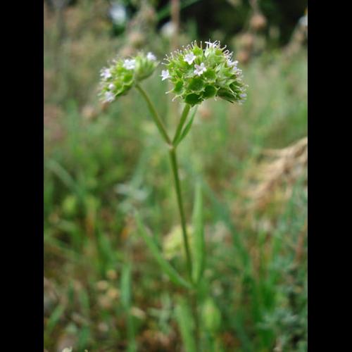 Valerianella coronata Bourg Saint Andéol 07 (2) © NICOLAS S.