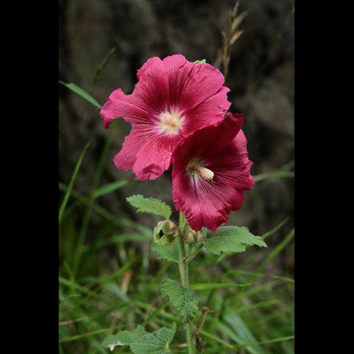 Alcea rosea © DESCHEEMACKER A.