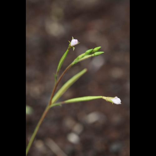 Epilobium brachycarpum © DESCHEEMACKER A.