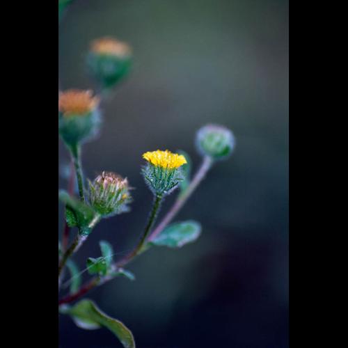 Pulicaria vulgaris © GRAVELAT B.