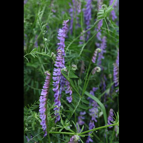 Vicia tenuifolia © DESCHEEMACKER A.