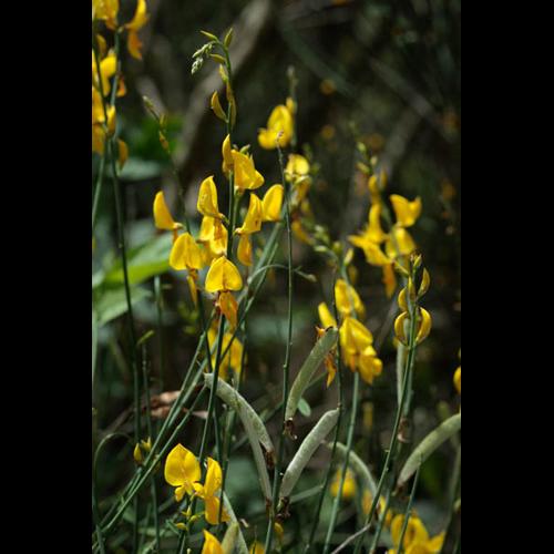 Spartium junceum © DESCHEEMACKER A.