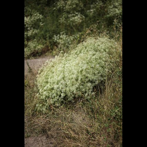 Falcaria vulgaris © DESCHEEMACKER A.