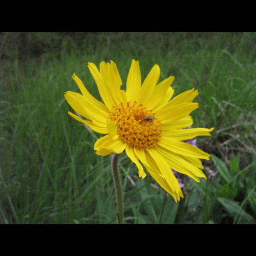 Arnica montana &copy; CHABROL L.