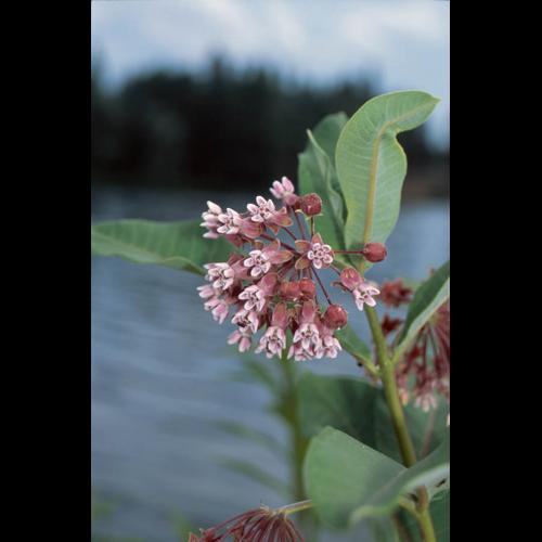 Asclepias syriaca © GRAVELAT B.