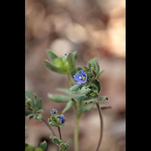 Veronica triphyllos © DESCHEEMACKER A.