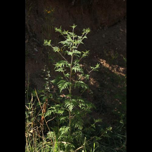 Ambrosia artemisiifolia © DESCHEEMACKER A.