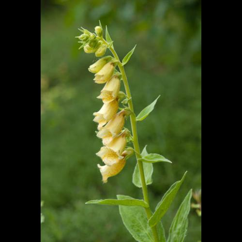Digitalis grandiflora &copy; PERERA S.