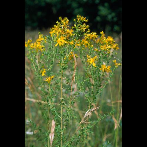 Hypericum perforatum &copy; OLIVIER L.