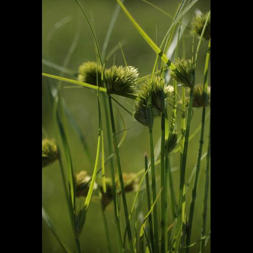Carex bohemica © NAWROT O.