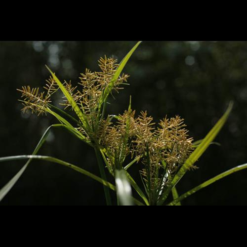 Cyperus esculentus © NAWROT O.
