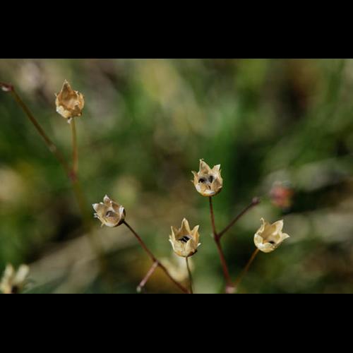 Spergula pentandra © DESCHEEMACKER A.