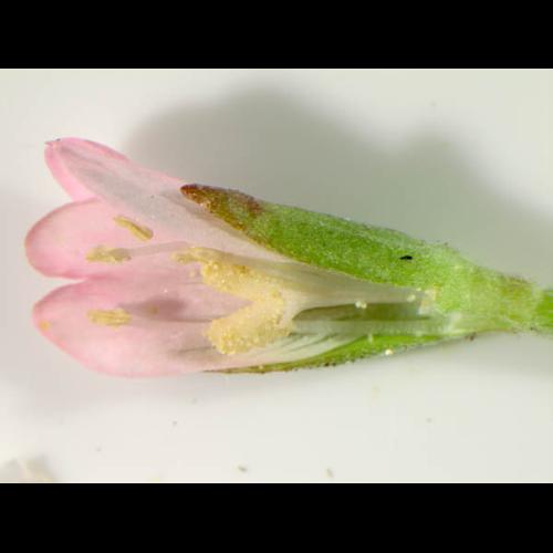 Epilobium lanceolatum © DESCHEEMACKER A.